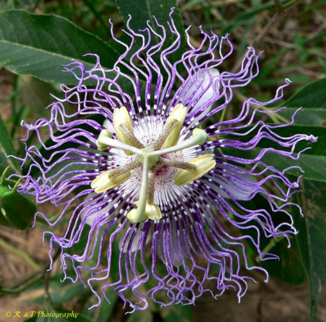 {Passiflora incarnata}